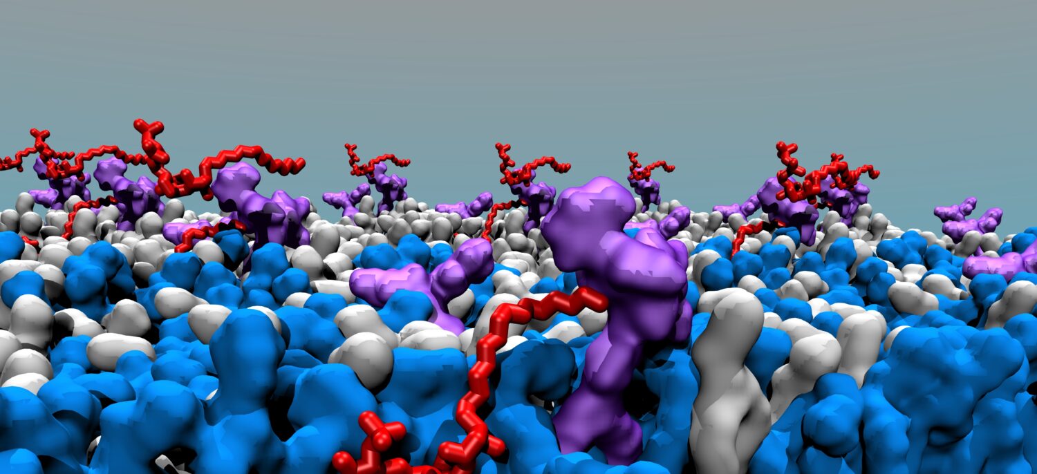 Prof. Andrea Danani   - Computational Biophysics Group